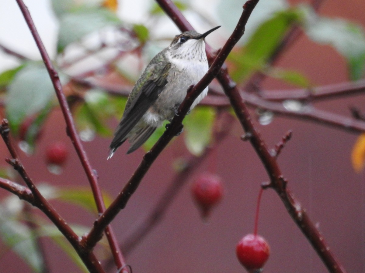 Ruby-throated Hummingbird - ML643092787