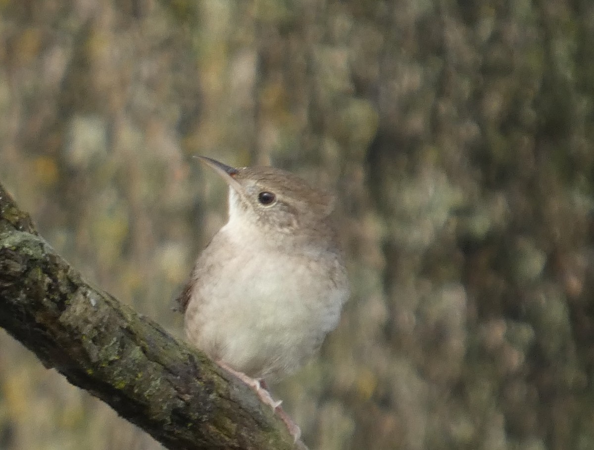 Northern House Wren - ML643092788