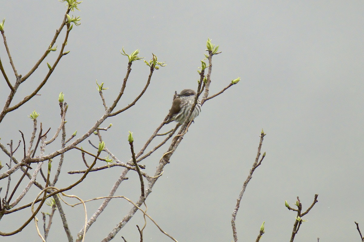 Stripe-breasted Rhabdornis - ML643092795