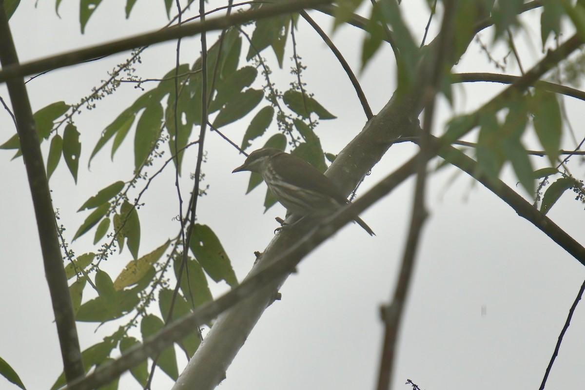 Stripe-breasted Rhabdornis - ML643092797