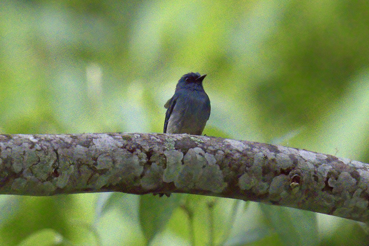 Turquoise Flycatcher - ML643092805