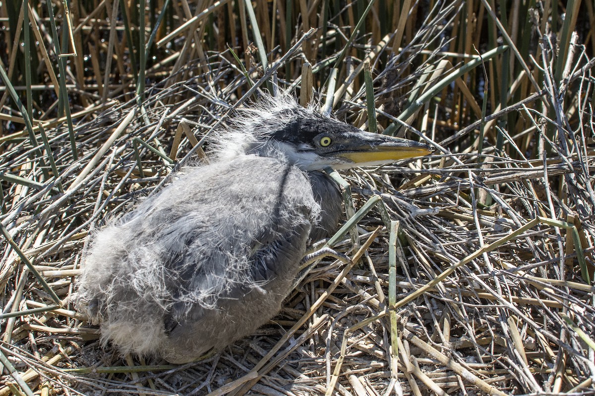 Cocoi Heron - ML643092815