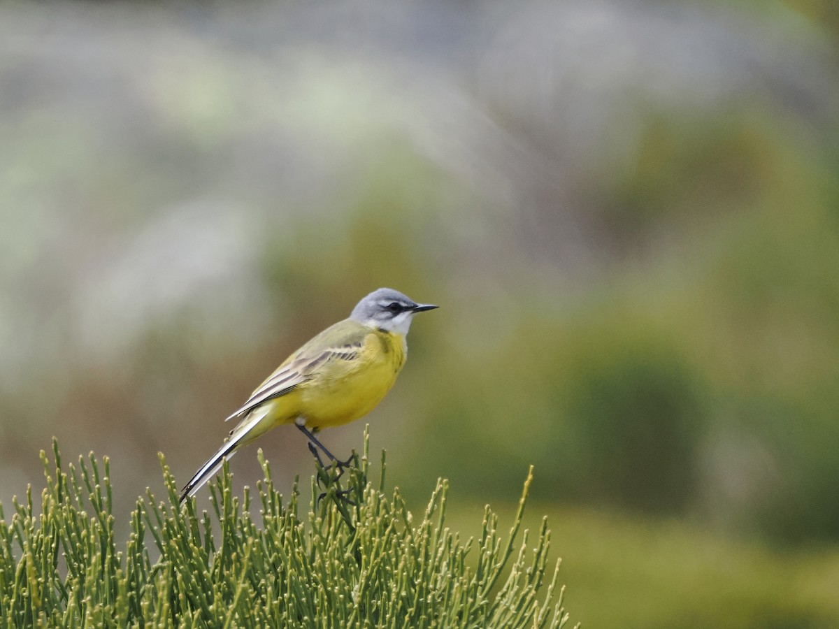 Western Yellow Wagtail - ML643092821