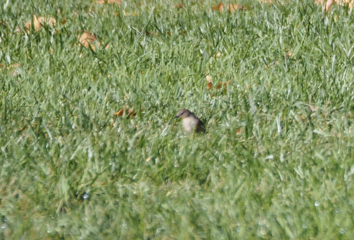 Yellow-rumped Warbler - ML643092837