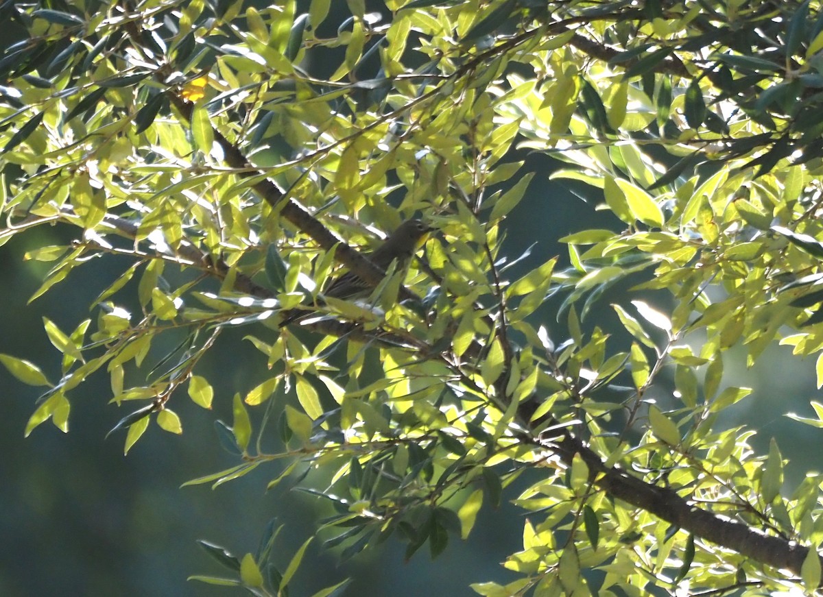 Yellow-rumped Warbler - ML643092838