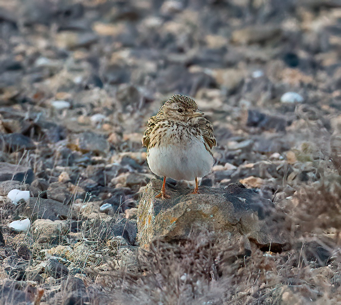 Mediterranean Short-toed Lark - ML643092847