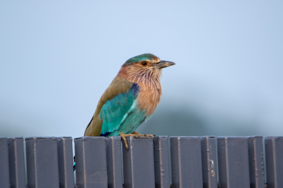 bengalråke - ML643092850