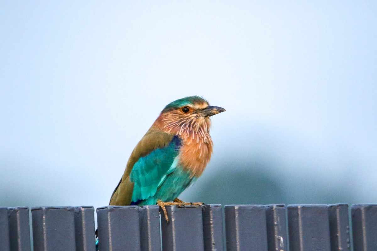 bengalråke - ML643092851