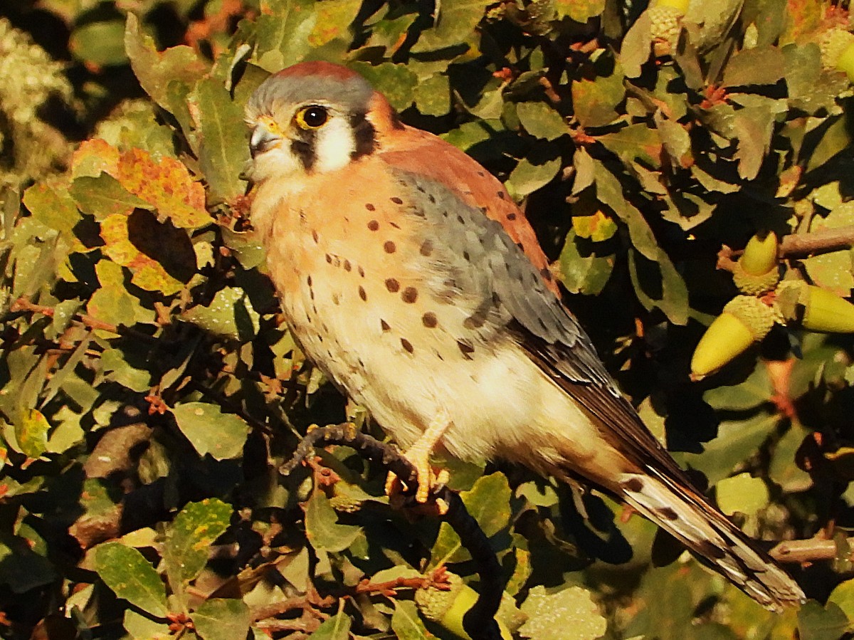American Kestrel - ML643092855