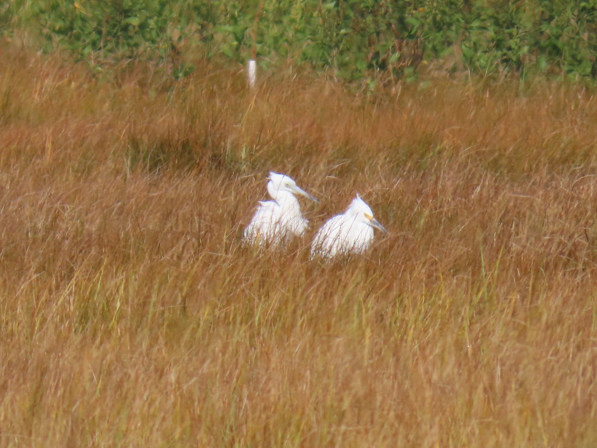 Little Blue Heron - ML643092870