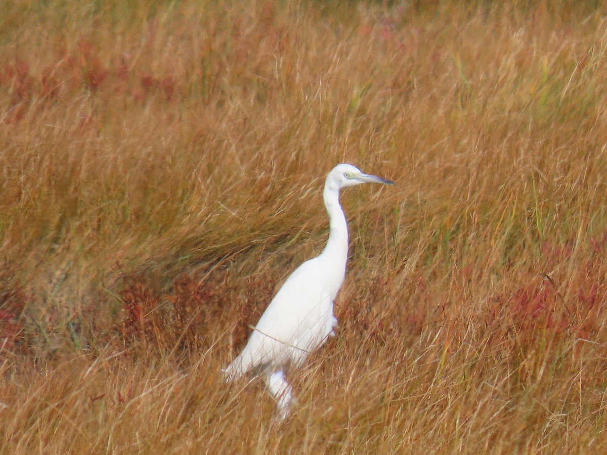 Little Blue Heron - ML643092871