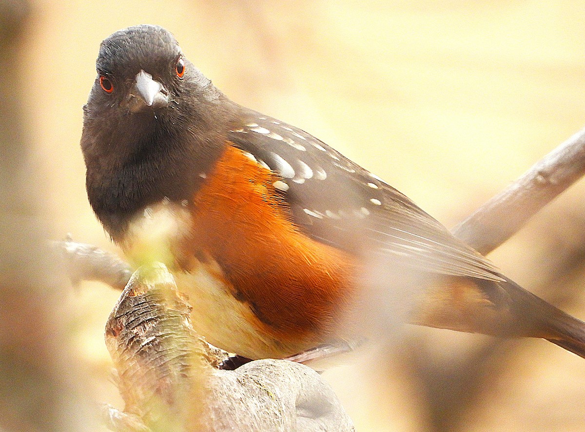 Spotted Towhee - ML643092887