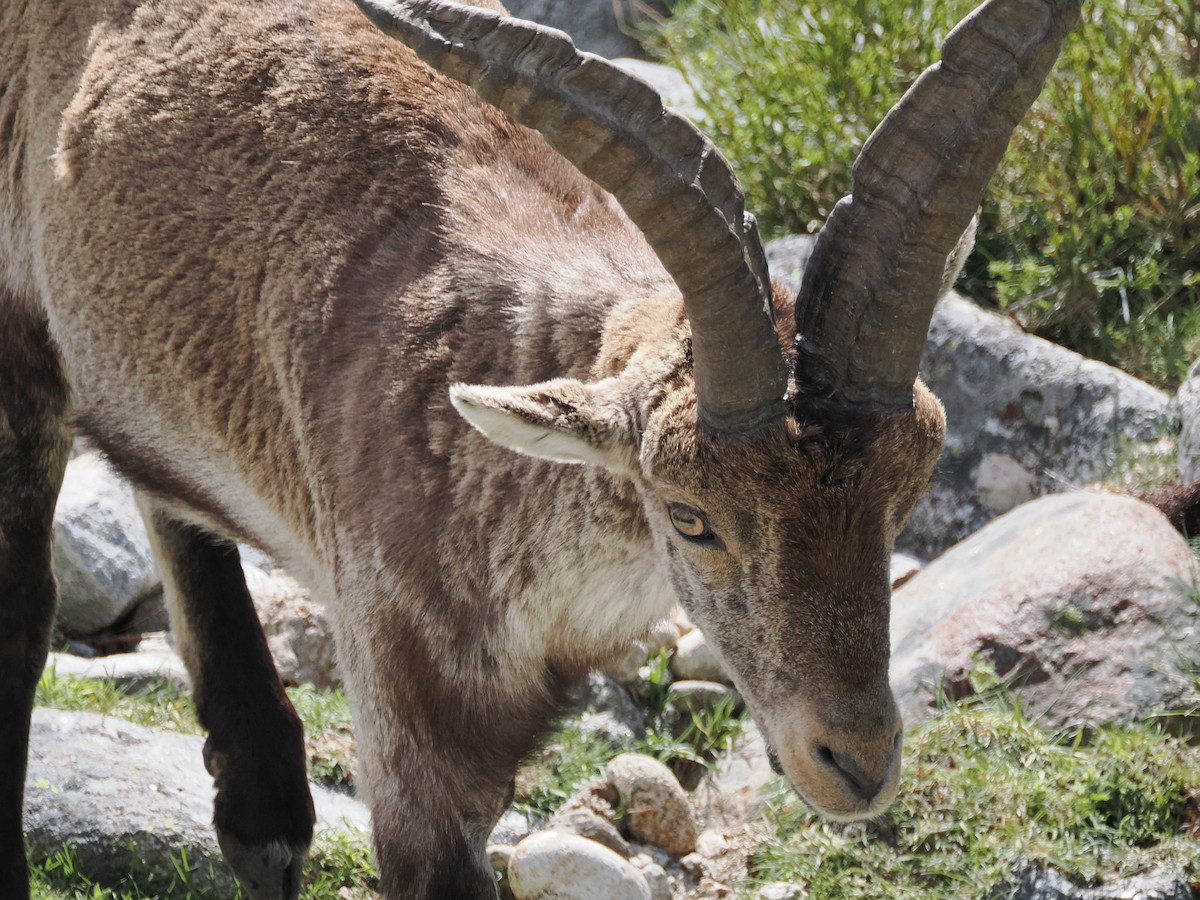 Iberian Ibex - ML643092893