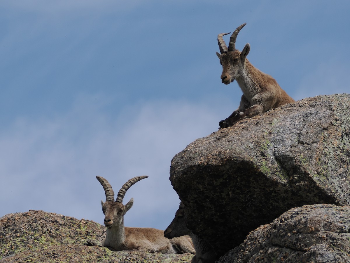 Iberian Ibex - ML643092894