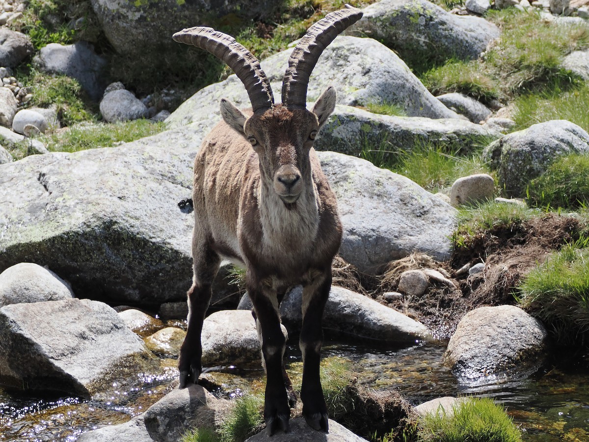 Iberian Ibex - ML643092896