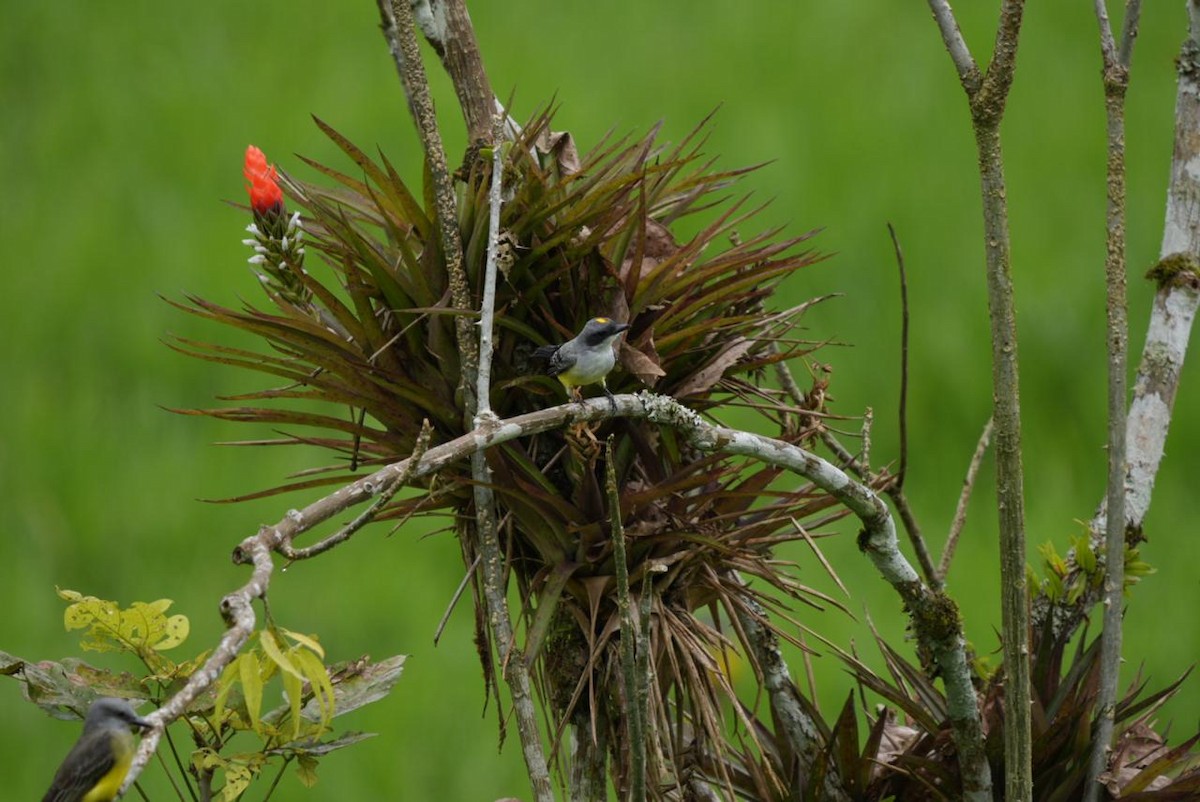 Snowy-throated Kingbird - ML643092903