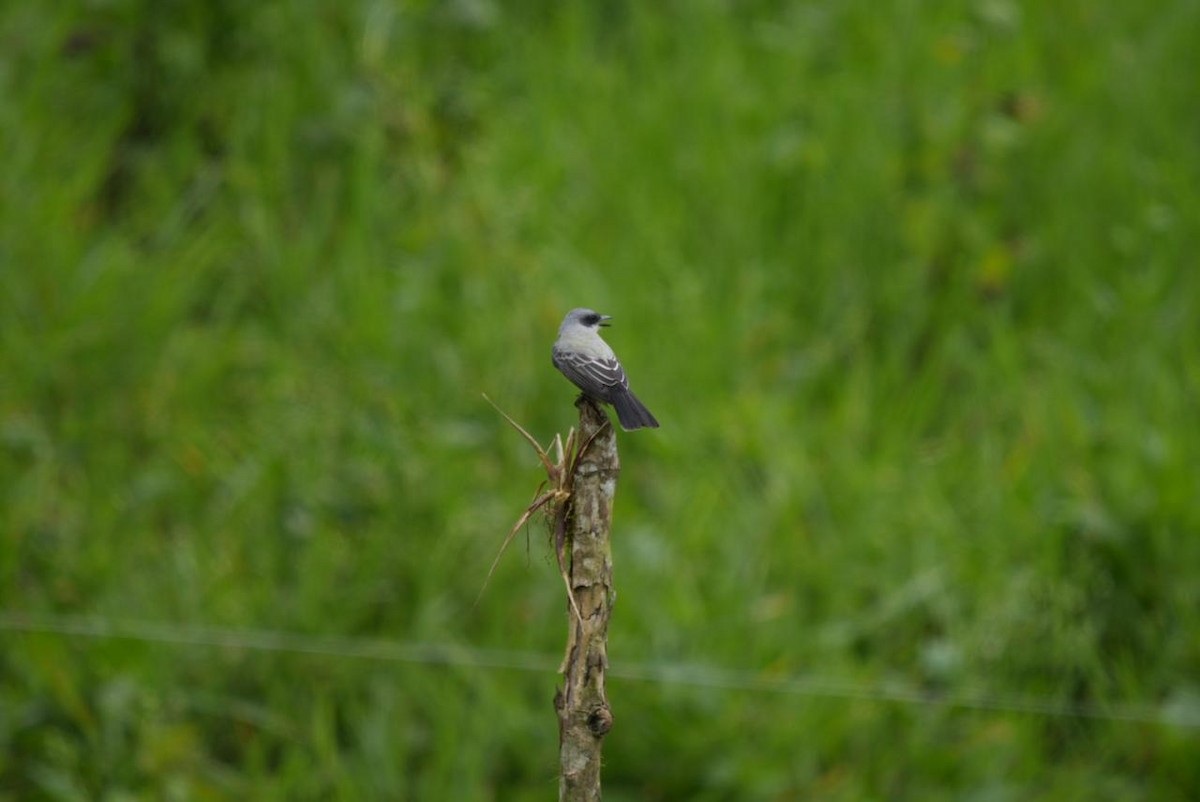 Snowy-throated Kingbird - ML643092904
