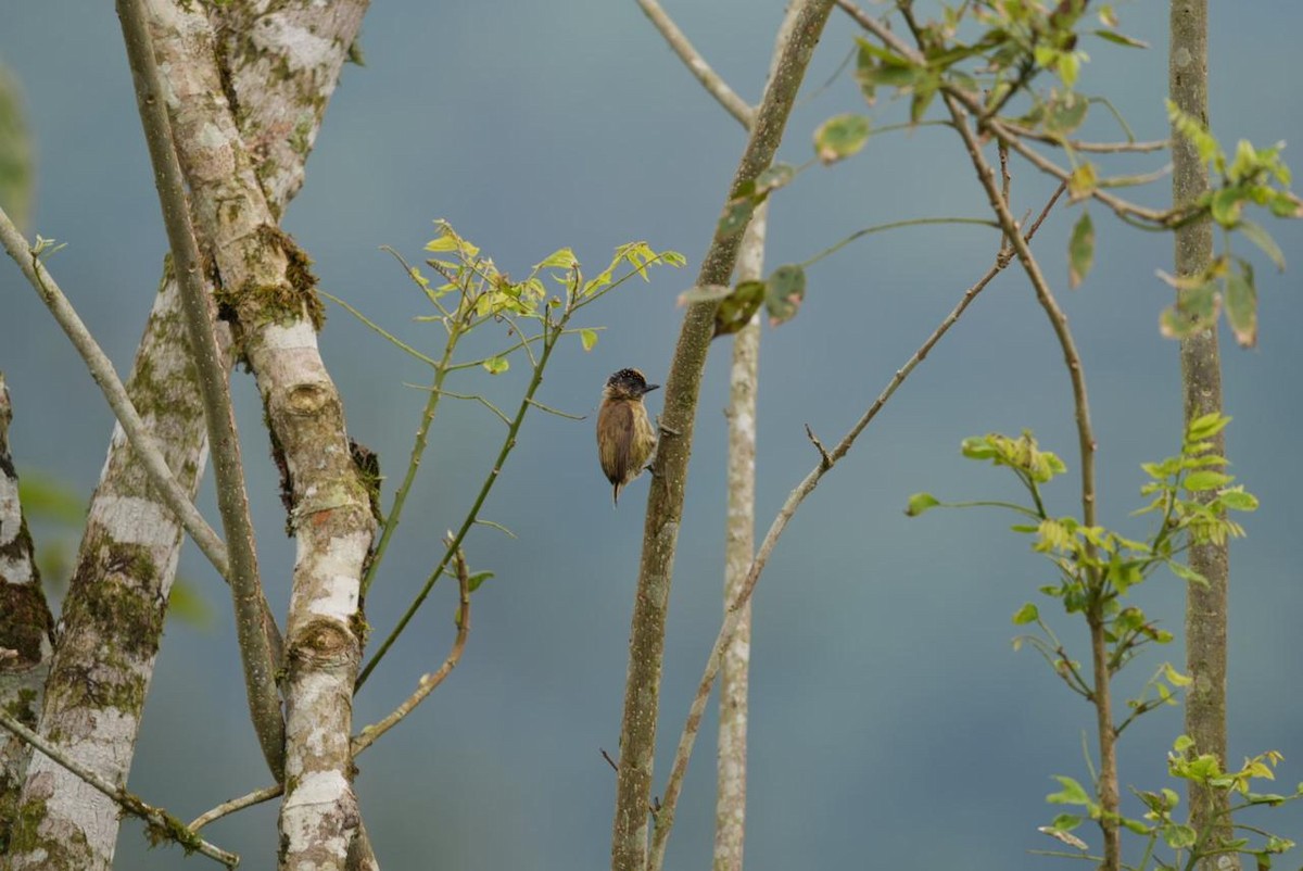 Olivaceous Piculet - ML643092934