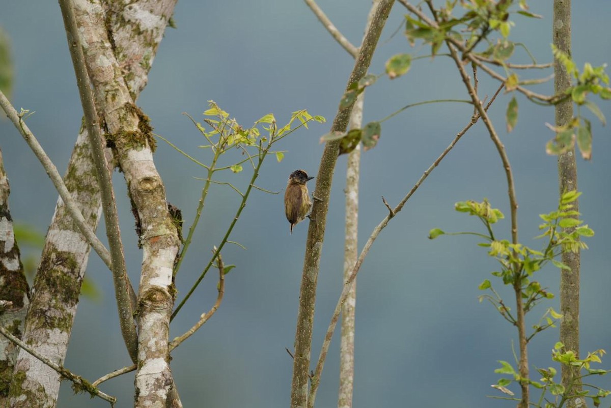 Olivaceous Piculet - ML643092935
