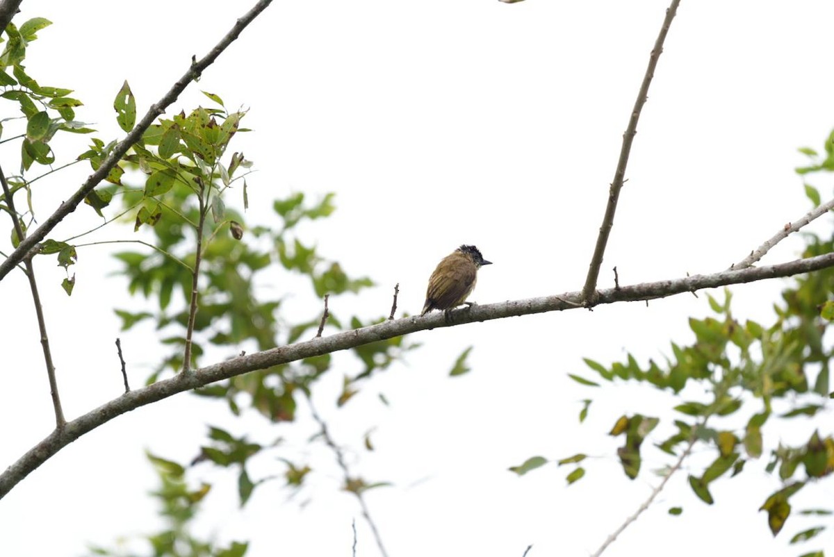 Olivaceous Piculet - ML643092936