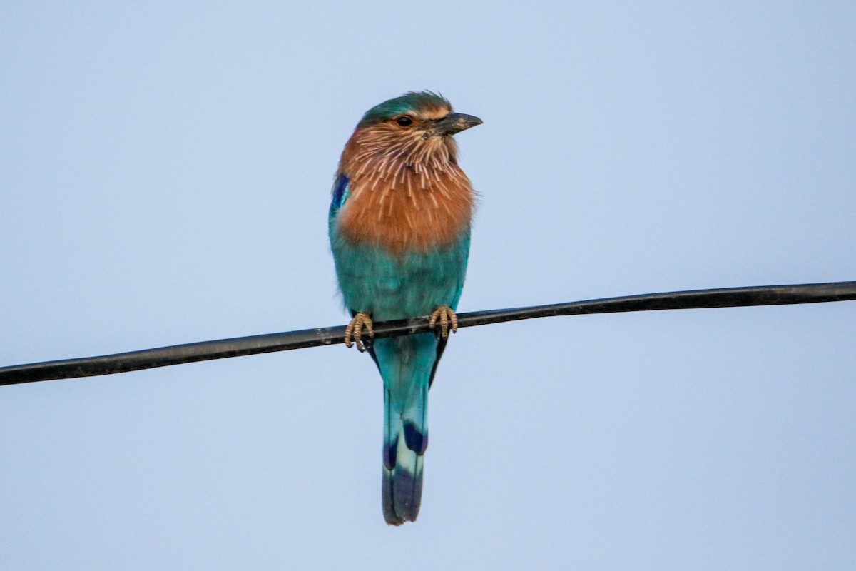 bengalråke - ML643092947