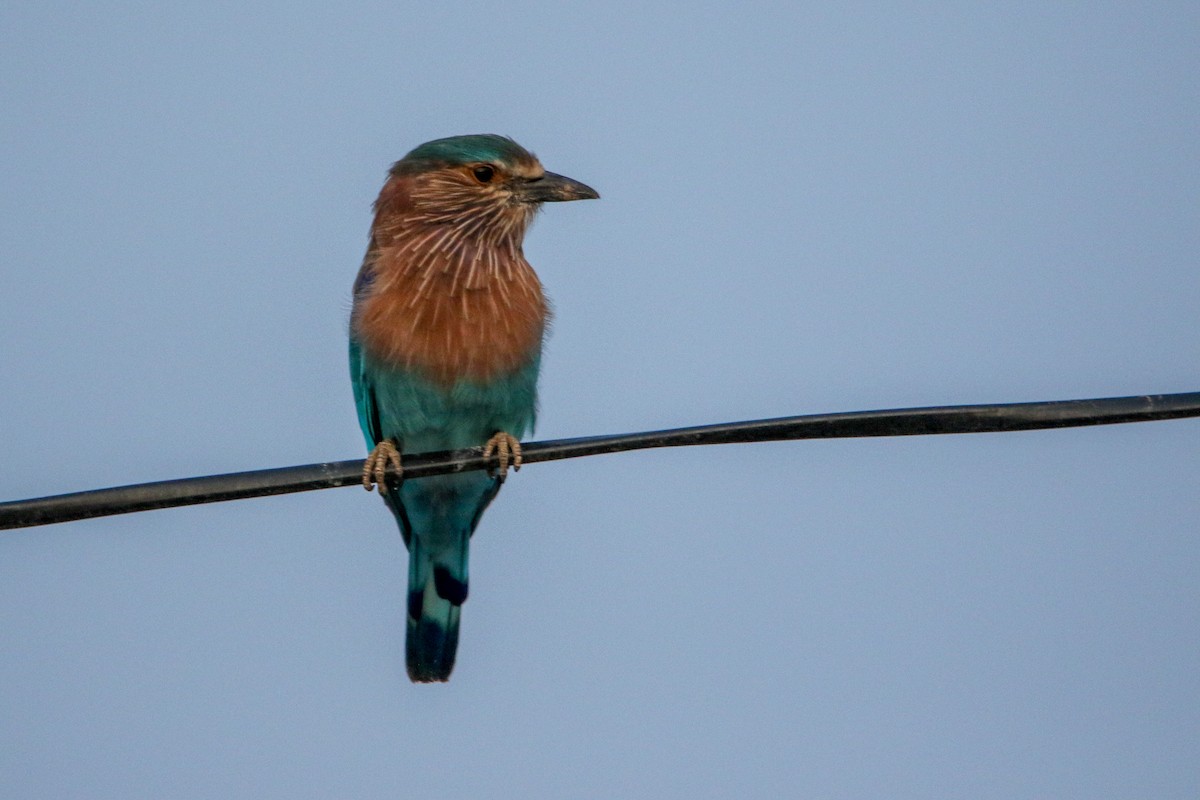 bengalråke - ML643092948