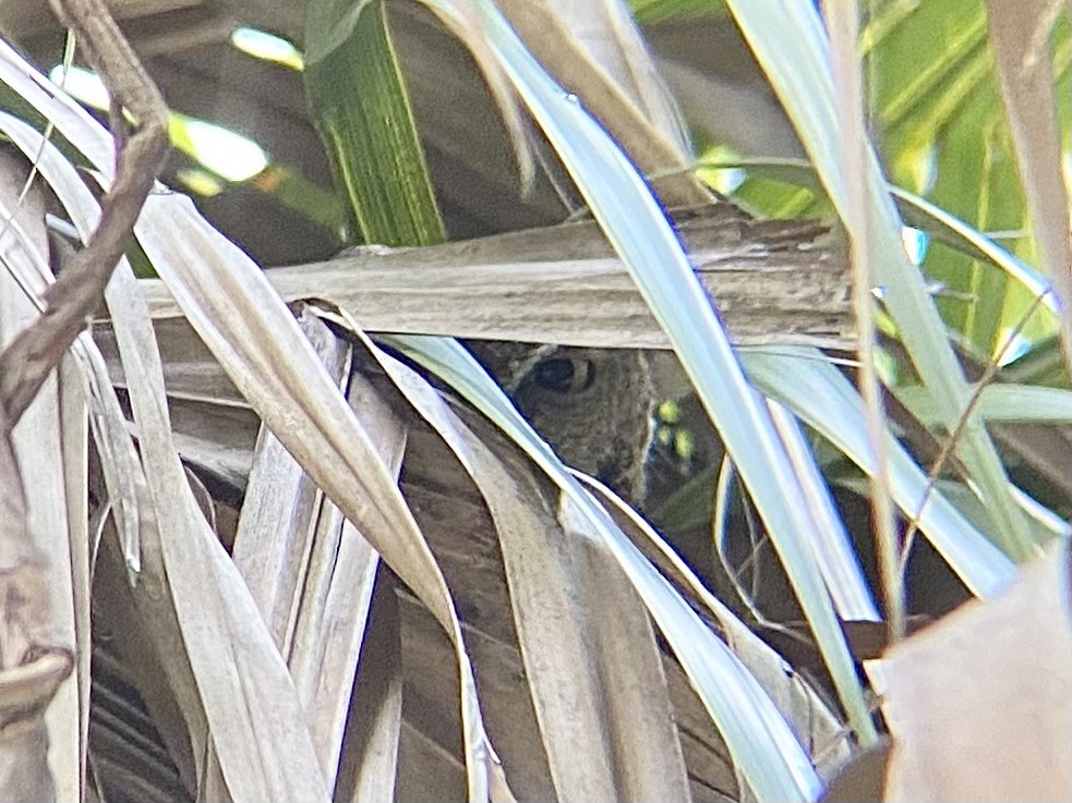 Eastern Screech-Owl - ML643092949