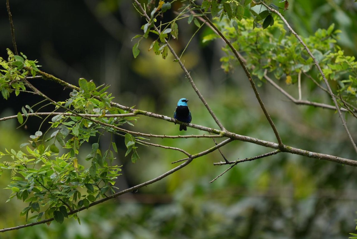 Blue-necked Tanager - ML643092964