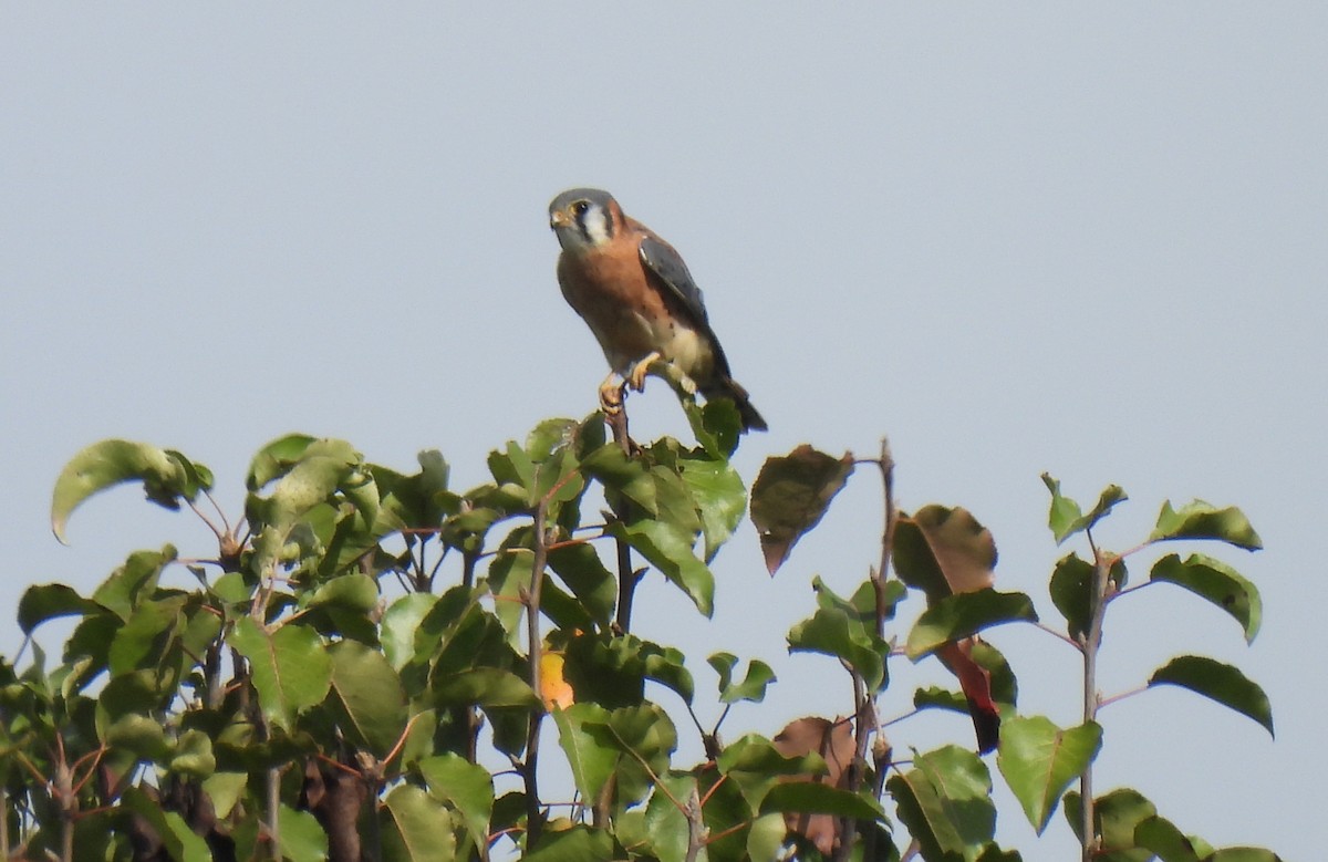 American Kestrel - ML643092966