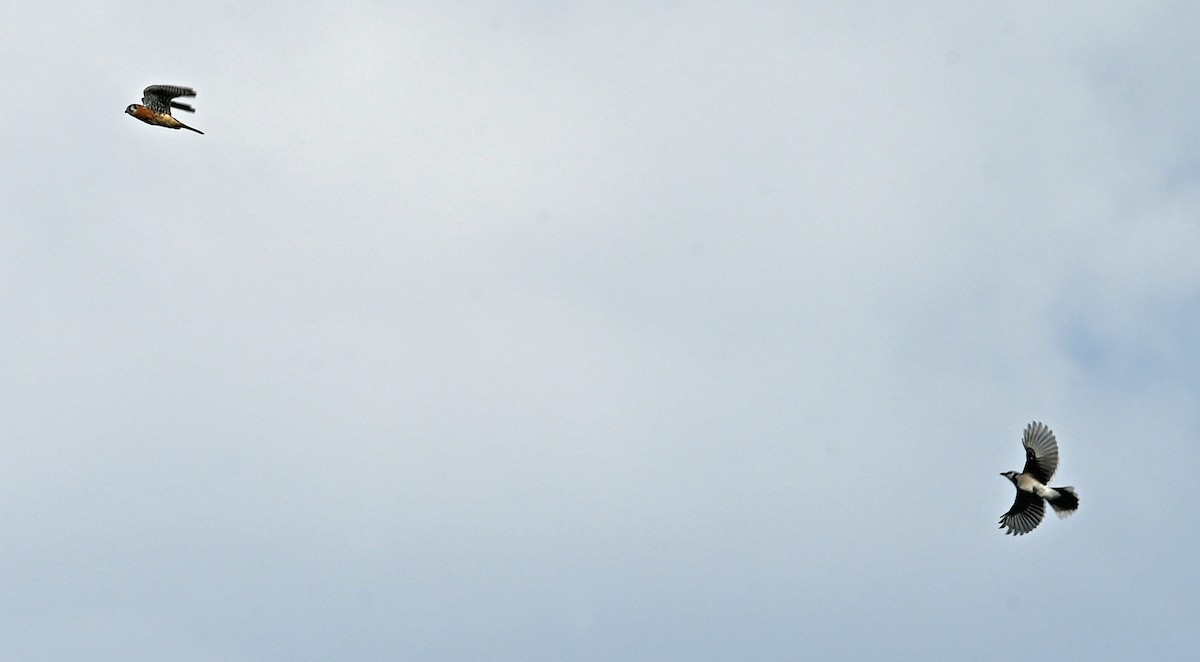 American Kestrel - ML643092967