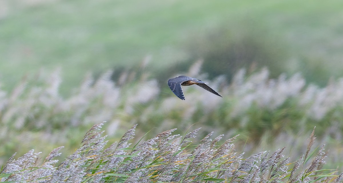 Eurasian Hobby - ML643092970