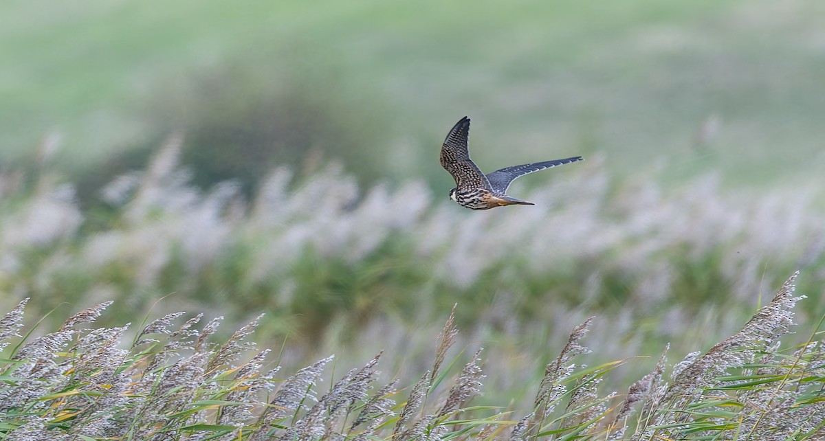 Eurasian Hobby - ML643092971