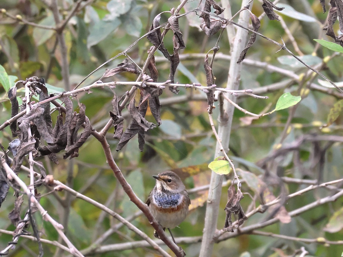 藍喉鴝 - ML643092972