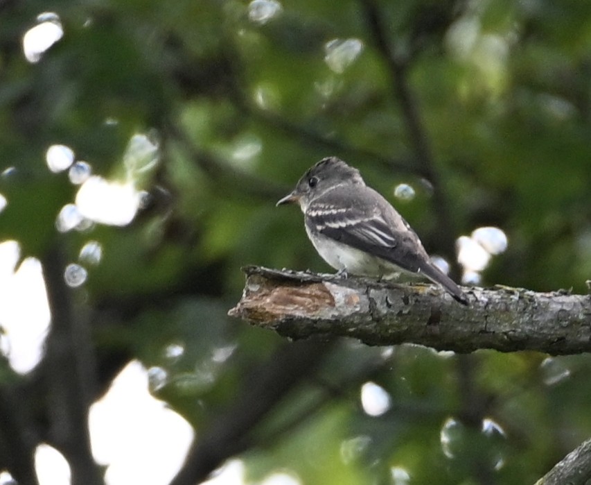 Eastern Wood-Pewee - ML643092979