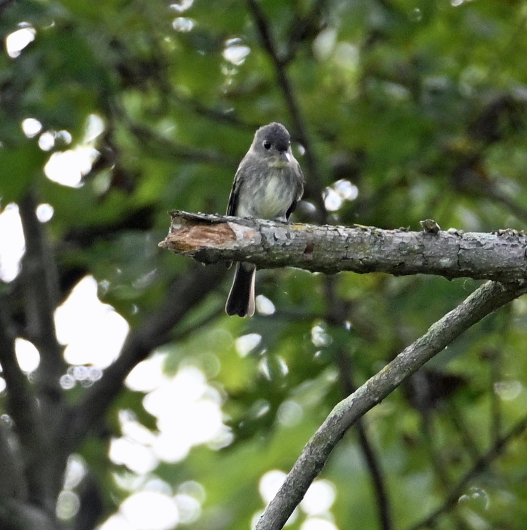 Eastern Wood-Pewee - ML643092980