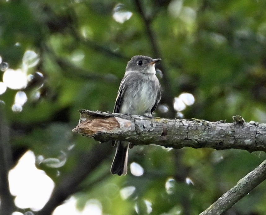 Eastern Wood-Pewee - ML643092981