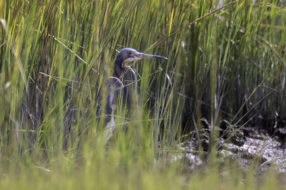 Tricolored Heron - ML643092989