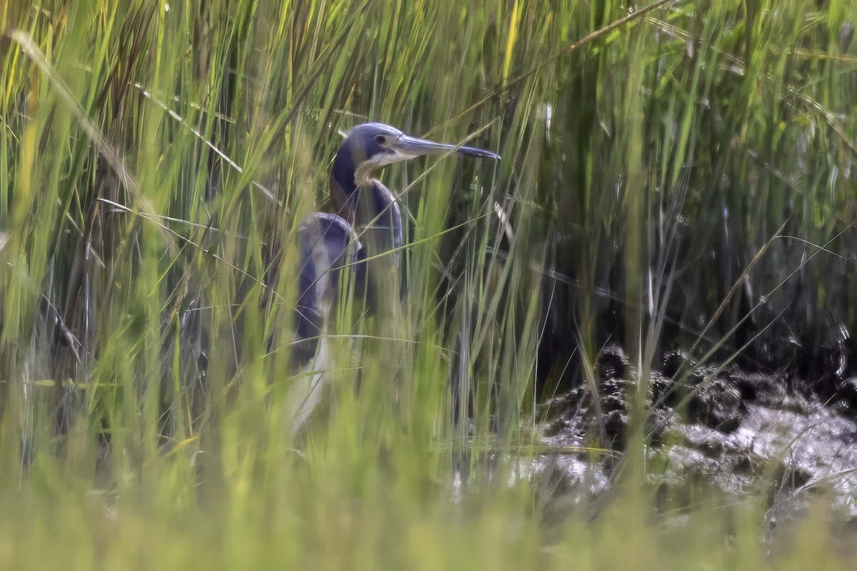 Tricolored Heron - ML643092996