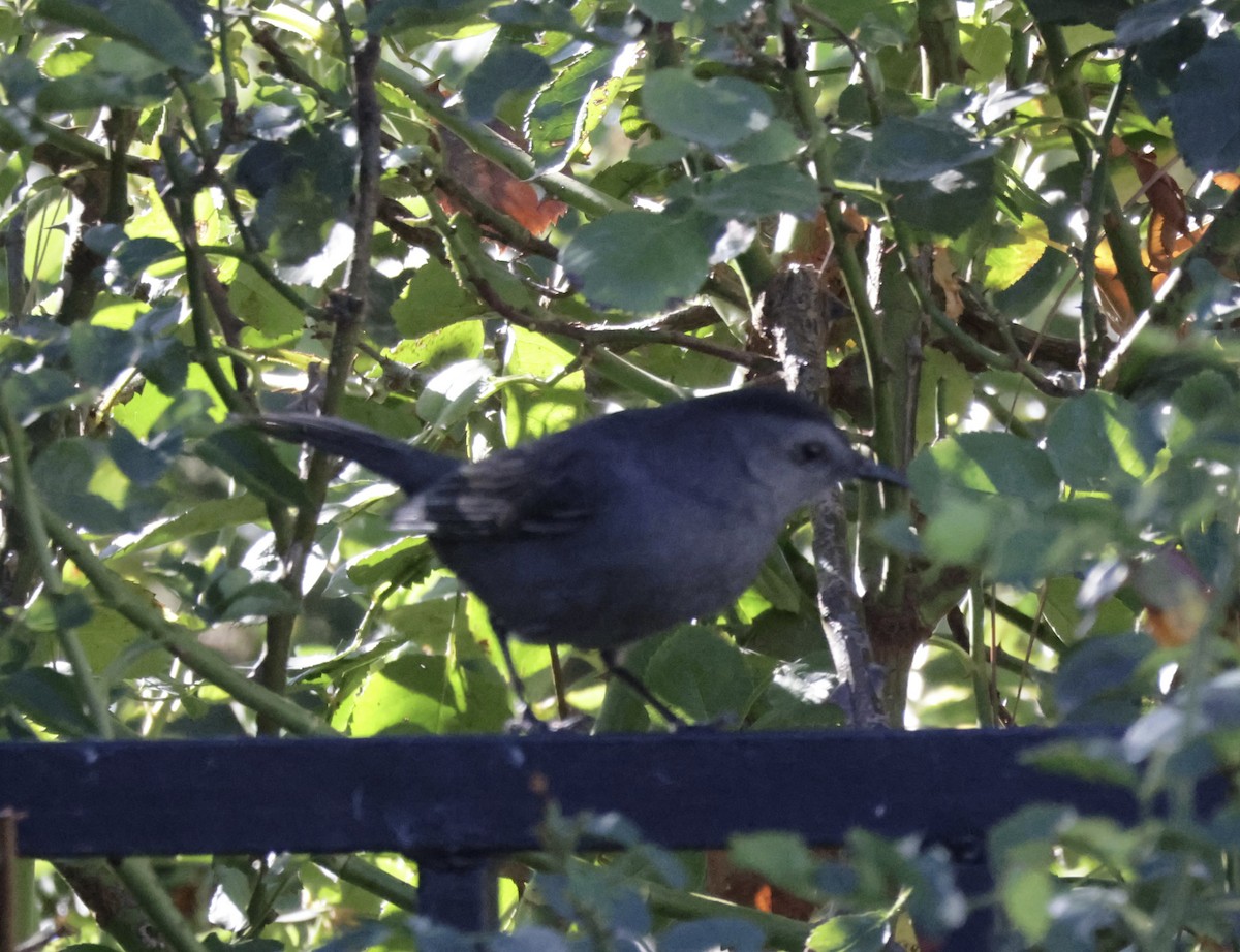Gray Catbird - ML643092997