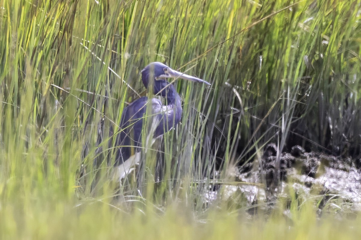 Tricolored Heron - ML643092998