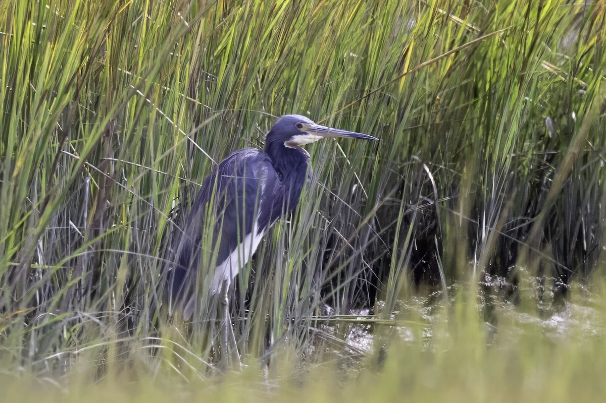 Tricolored Heron - ML643093005