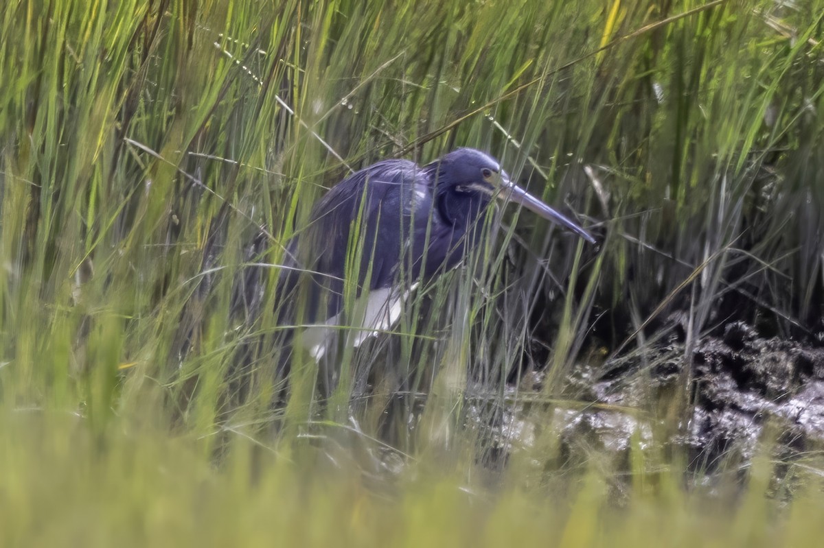 Tricolored Heron - ML643093008