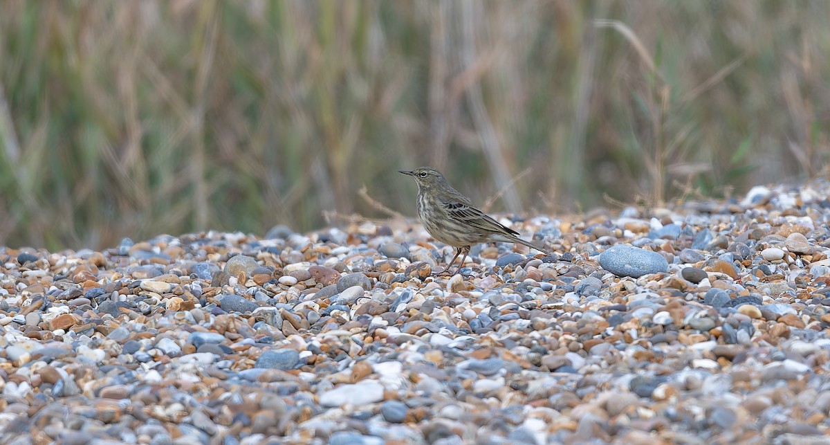 Pipit maritime - ML643093009