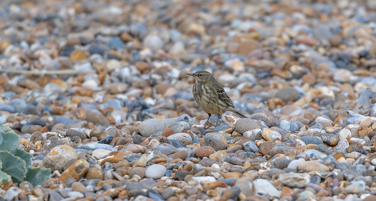 Pipit maritime - ML643093010