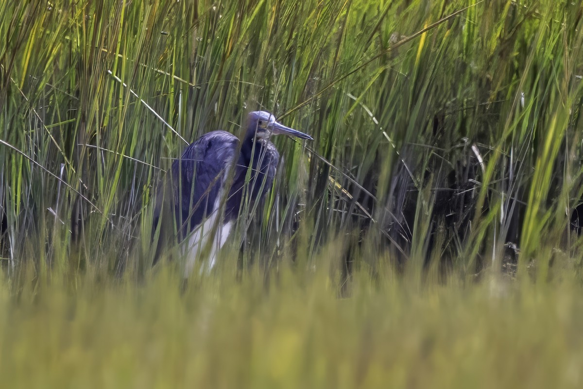 Tricolored Heron - ML643093013