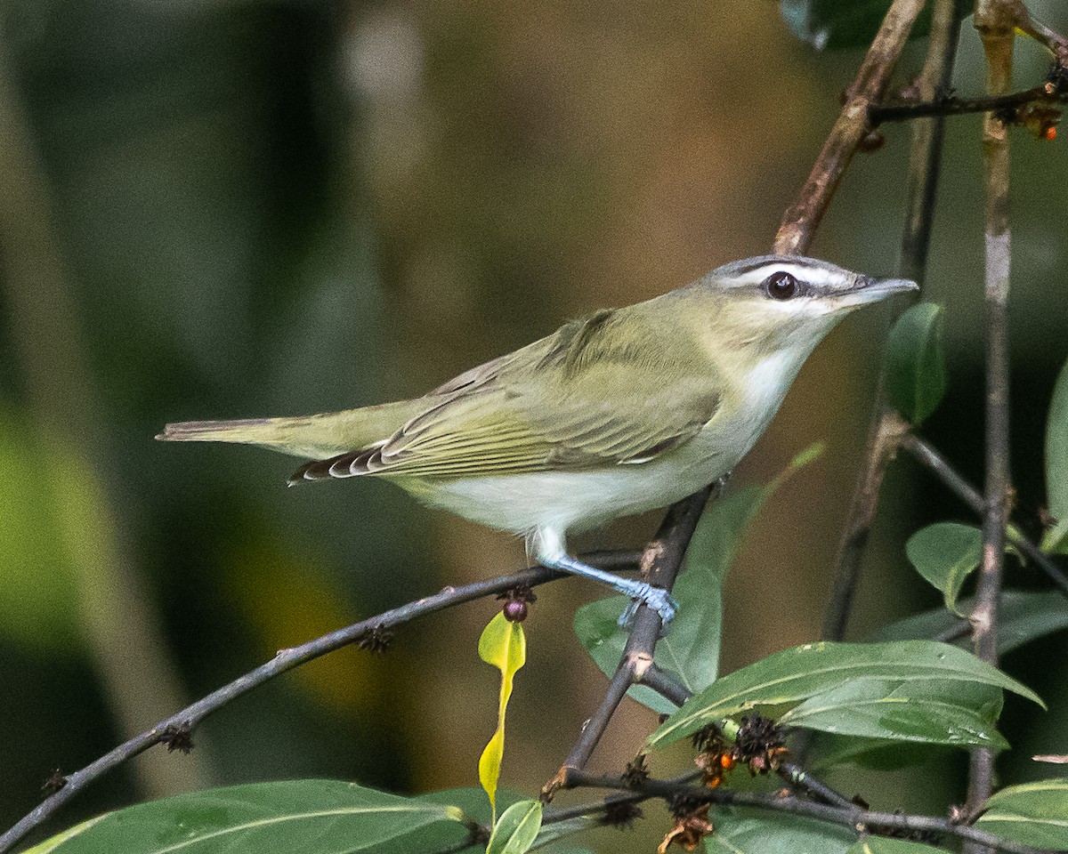 Red-eyed Vireo - ML643093014