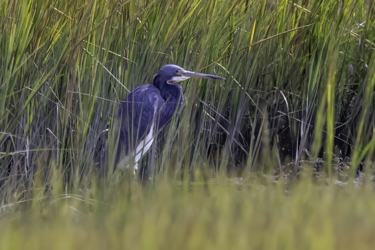 Tricolored Heron - ML643093022