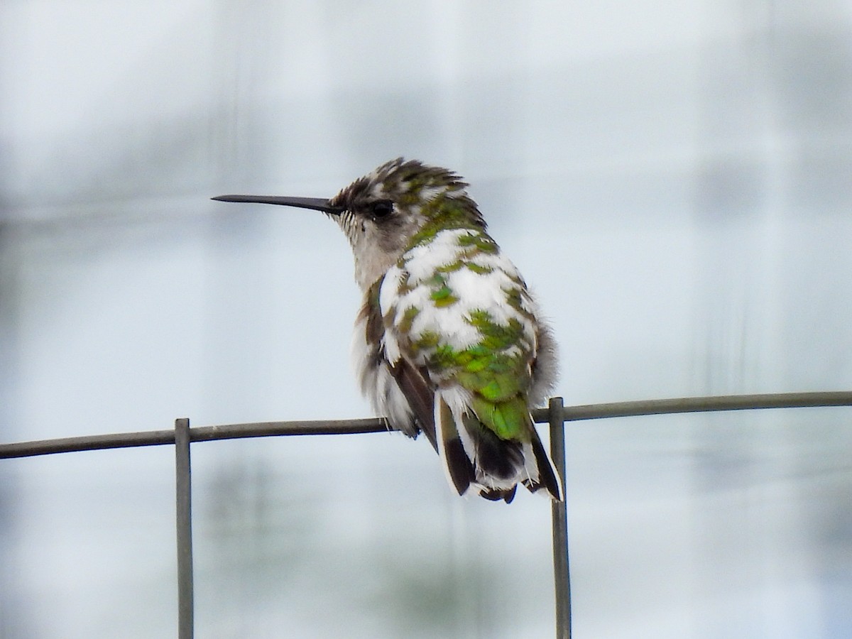 Ruby-throated Hummingbird - ML643093046