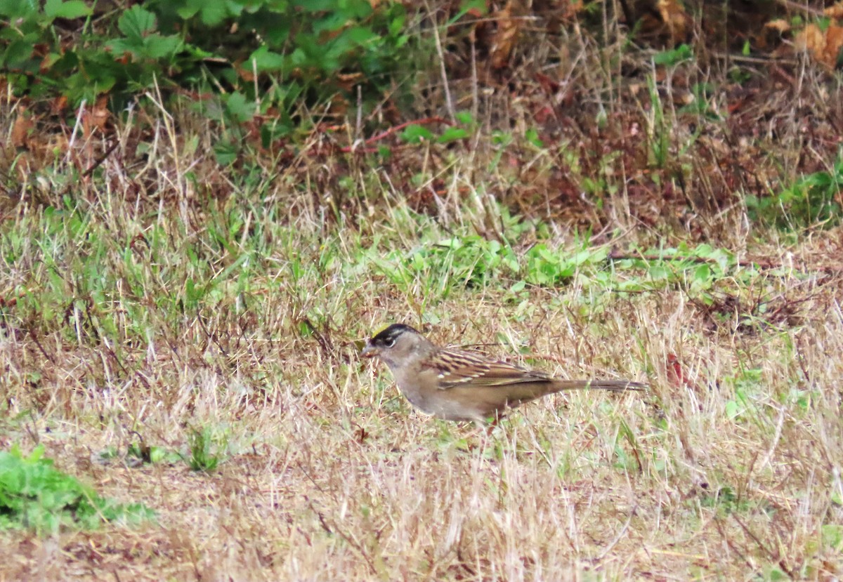 Bruant à couronne dorée - ML643093052