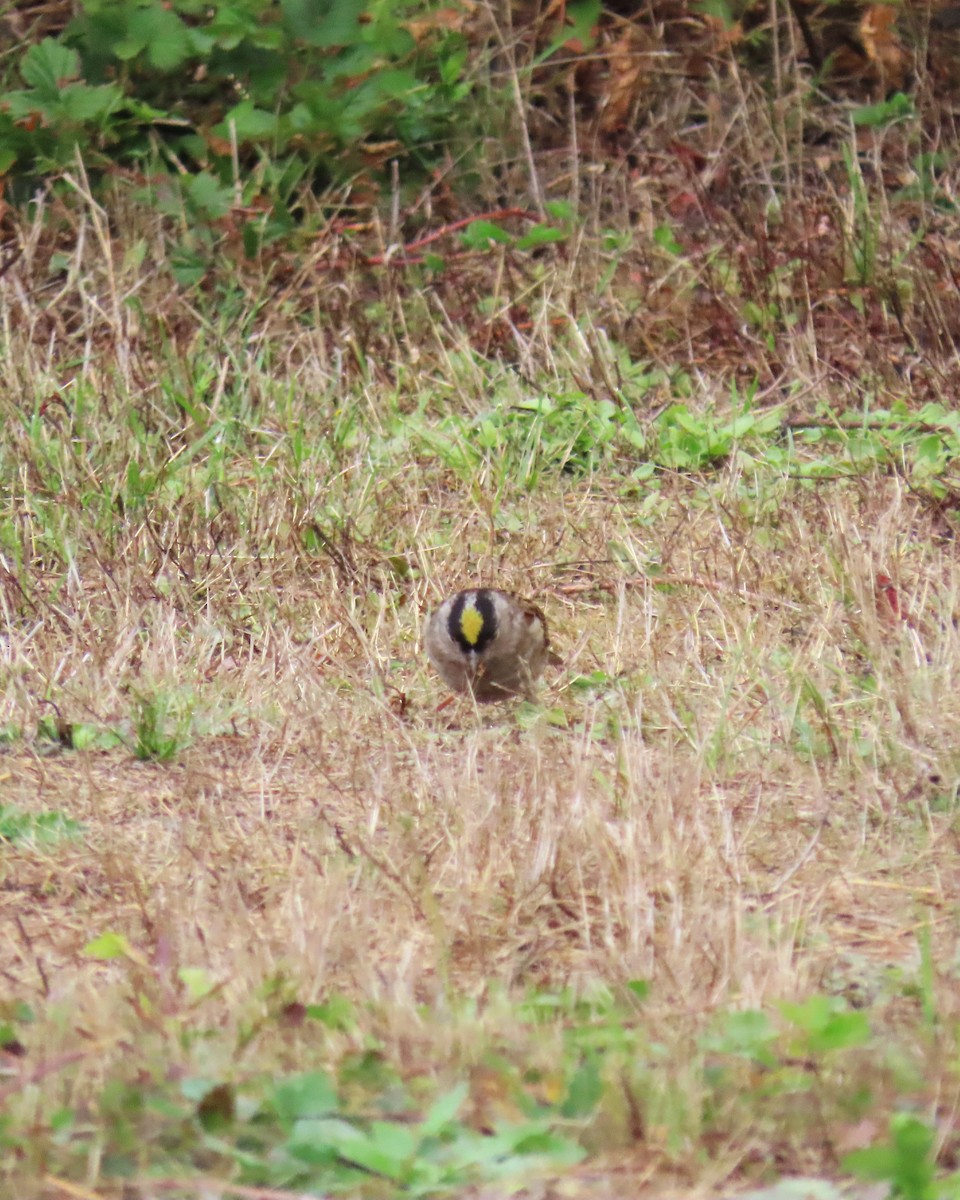 Bruant à couronne dorée - ML643093053